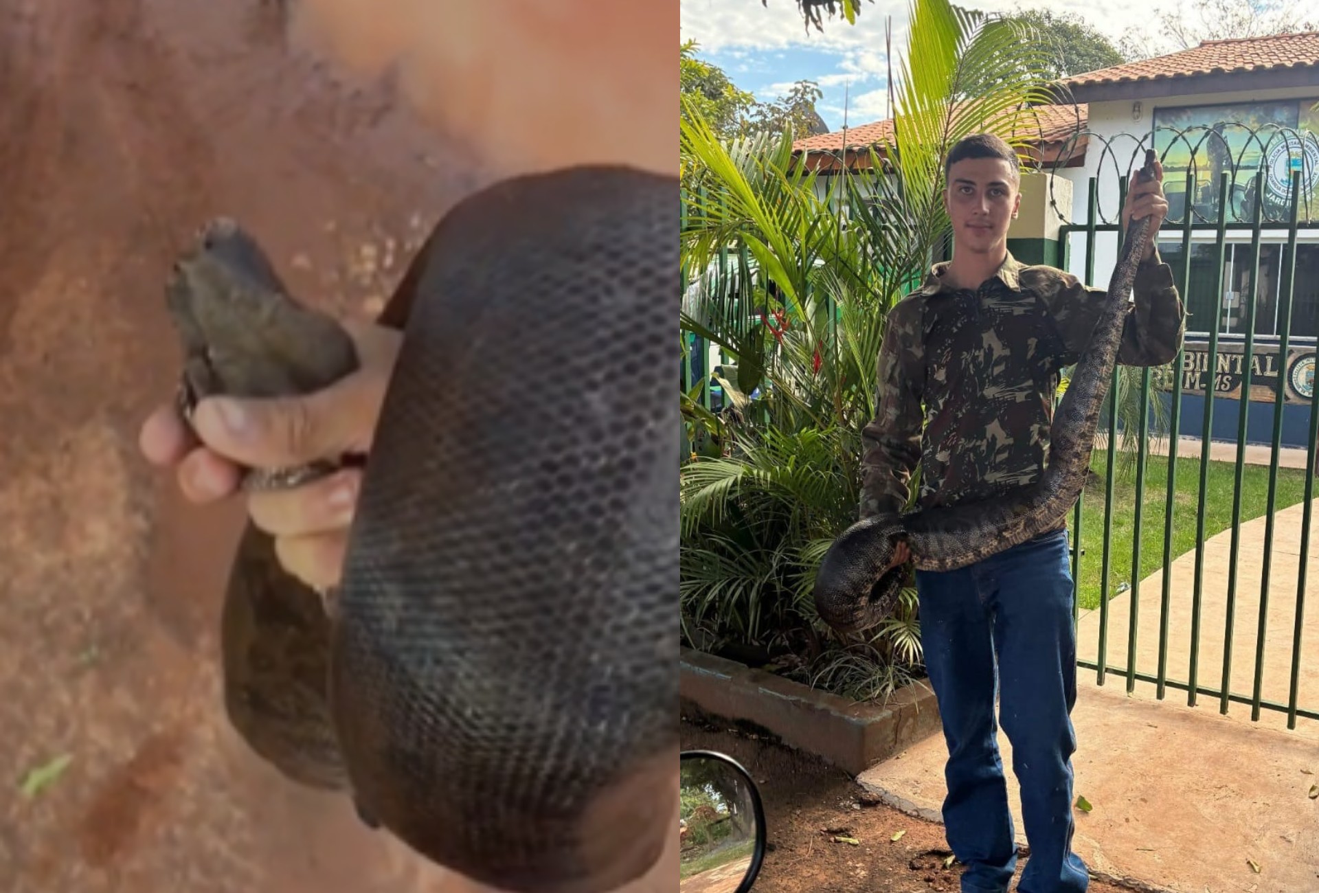 Jovem resgata jiboia de 2 metros em escola e sai carregando serpente por rua em MS; VÍDEO