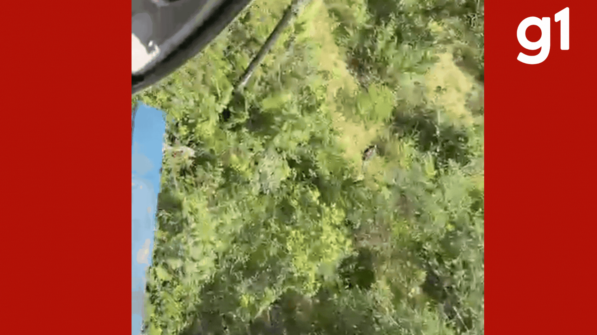 VÍDEO: idoso de 70 anos desaparecido é encontrado em área de mata em MT