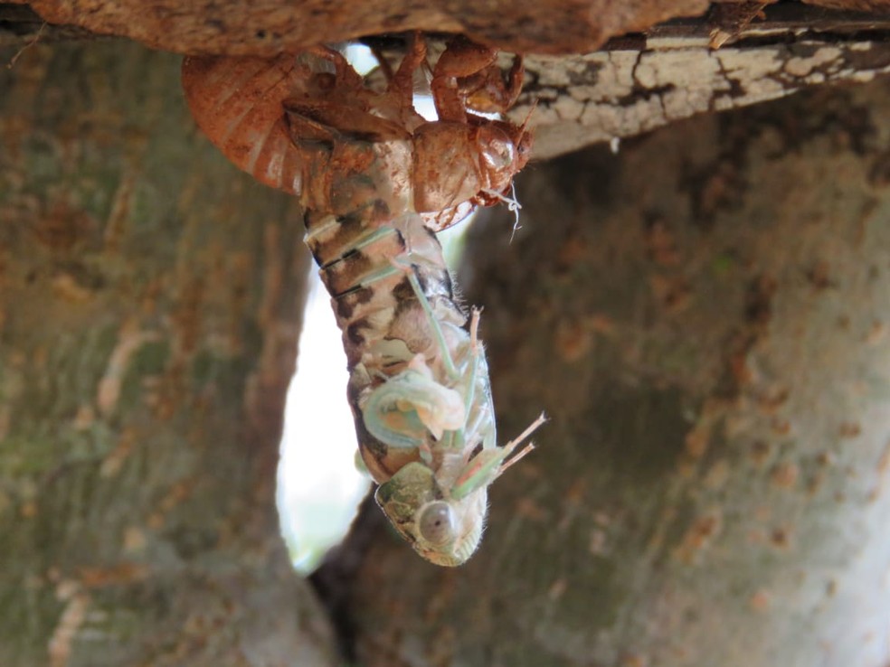 Uma fenda aparece ao longo das costas da ninfa, por onde sai o indivíduo adulto — Foto: Silvana Fernandes/Acervo Pessoal