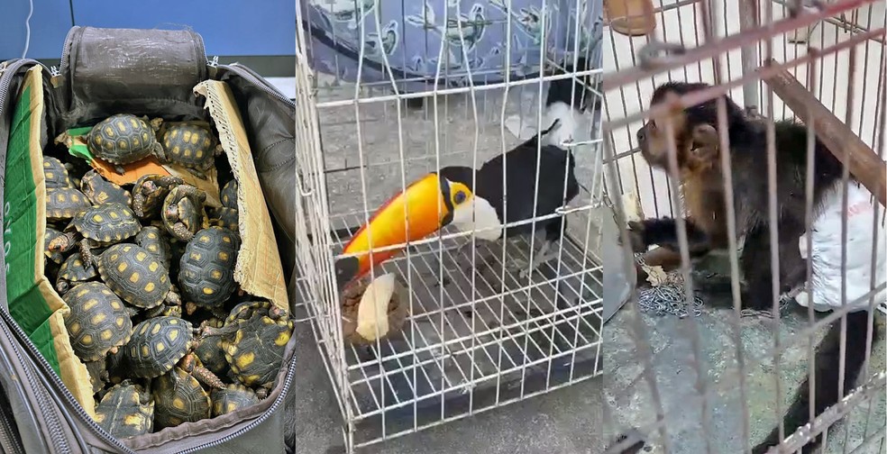 Alguns dos bichos resgatados na Operação São Francisco — Foto: Reprodução/TV Globo