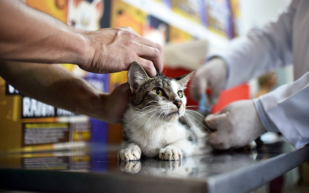 Gato é imunizado durante campanha de vacinação contra a raiva animal no Distrito Federal - imagem de arquivo — Foto: Andre Borges/Agência Brasília