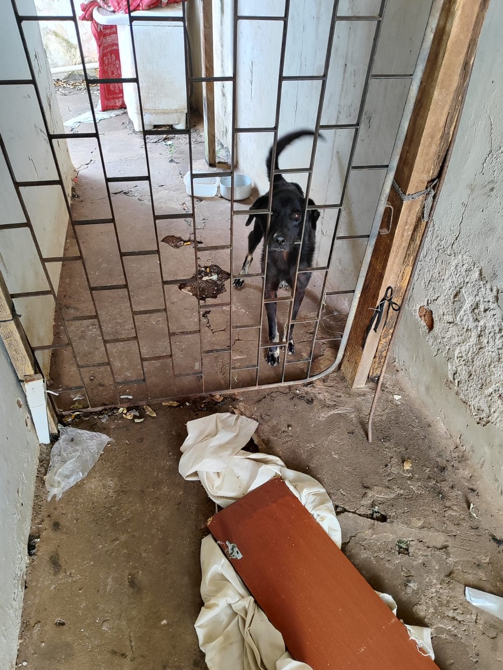 Cachorro em situação de maus-tratos também foi encontrado na residência — Foto: Polícia Civil/Divulgação