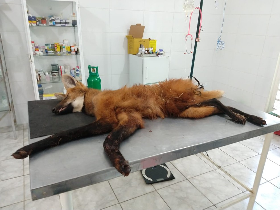 Ameaçado de extinção, lobo-guará é resgatado dentro de barracão em