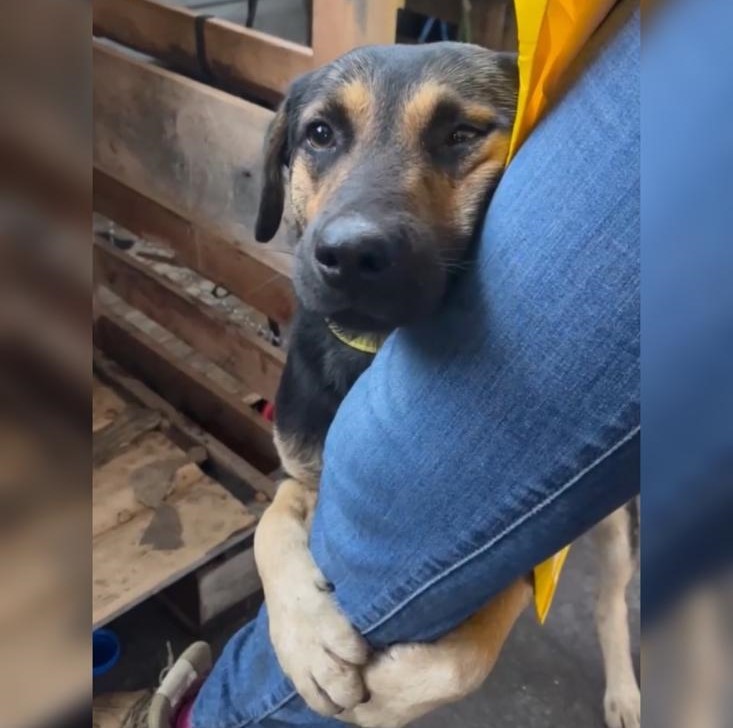 Cachorro abraça perna de veterinária após resgate no RS e comove voluntários de SC: 'estava chorando'