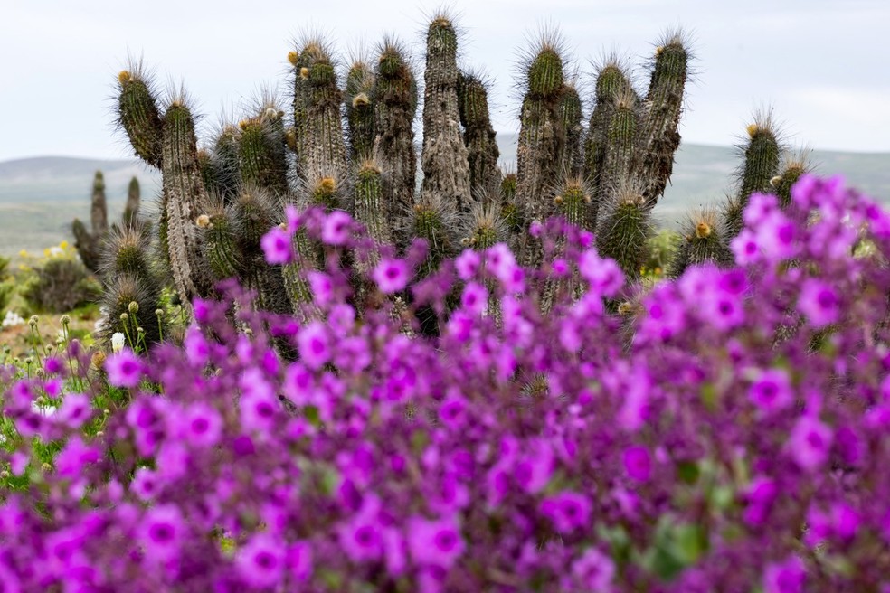 Cactos aparecem atrás de flores silvestres no deserto do Atacama, perto de Copiapó, no Chile, em 18 de setembro de 2026. — Foto: Javier Torres/AFP