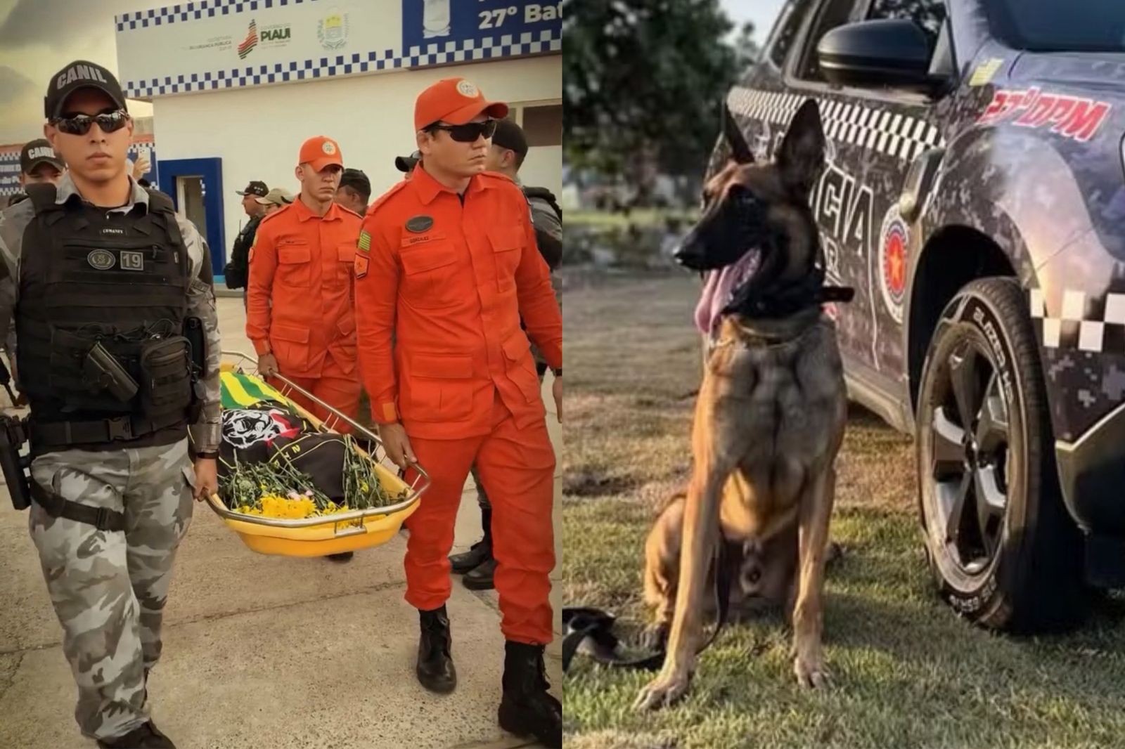 Cão policial que morreu atropelado por caminhão caçamba em treinamento é enterrado: 'sociedade perde um guerreiro'