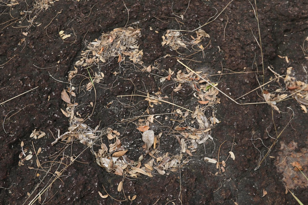 Pegada de dinossauro encontrada em Roraima. — Foto: JPavani/Reprodução