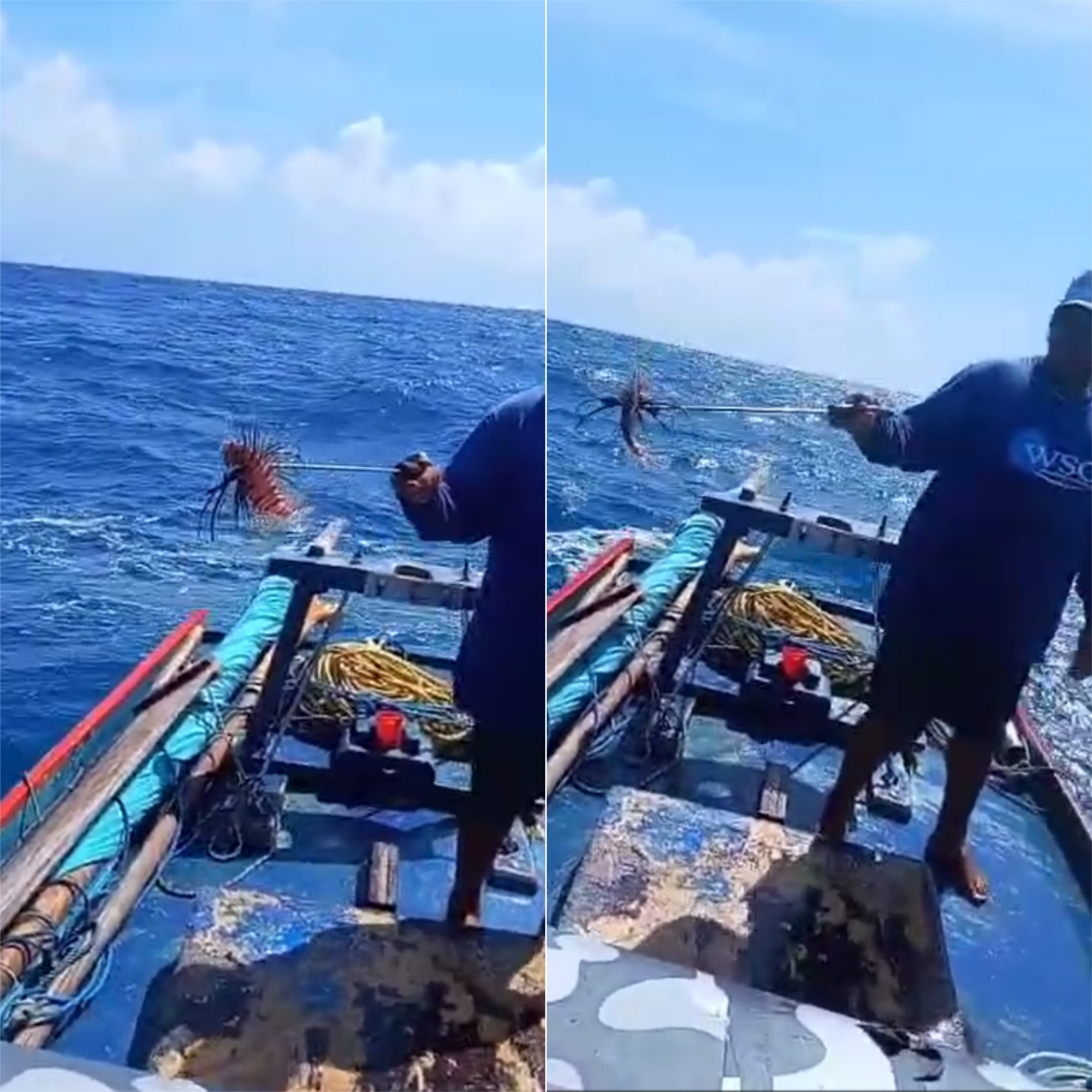Peixe-leão é capturado em praia do RN; pesquisadora cita 'reprodução acelerada' de espécie