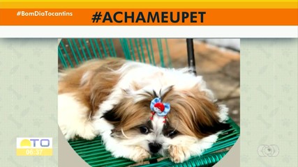 Tutores pedem ajudam para encontra cachorrinho Apolo