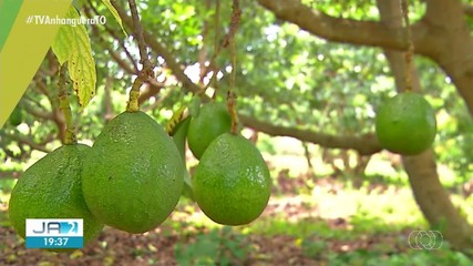 Jornal do Campo destaca plantio de abacate especial, goiabas e mais neste domingo (5)