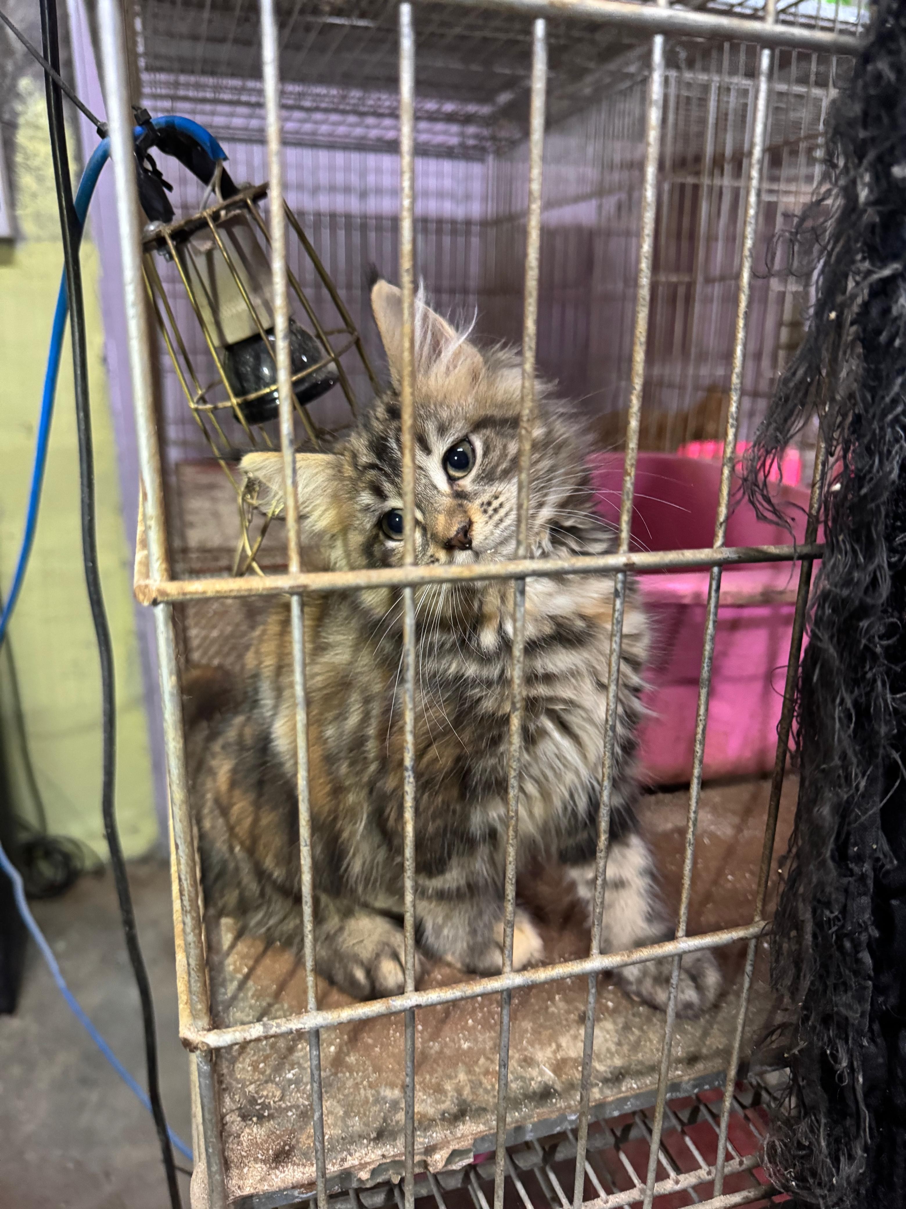 Polícia Civil encontra mais de 100 gatos escondidos em fundos falsos e prende suspeita por maus-tratos na Zona Leste de SP