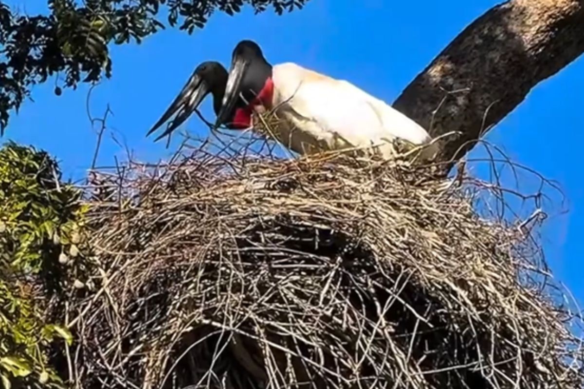 VÍDEO: Casal de tuiuiús inicia 'reforma' de ninho para temporada reprodutiva no Pantanal de MS