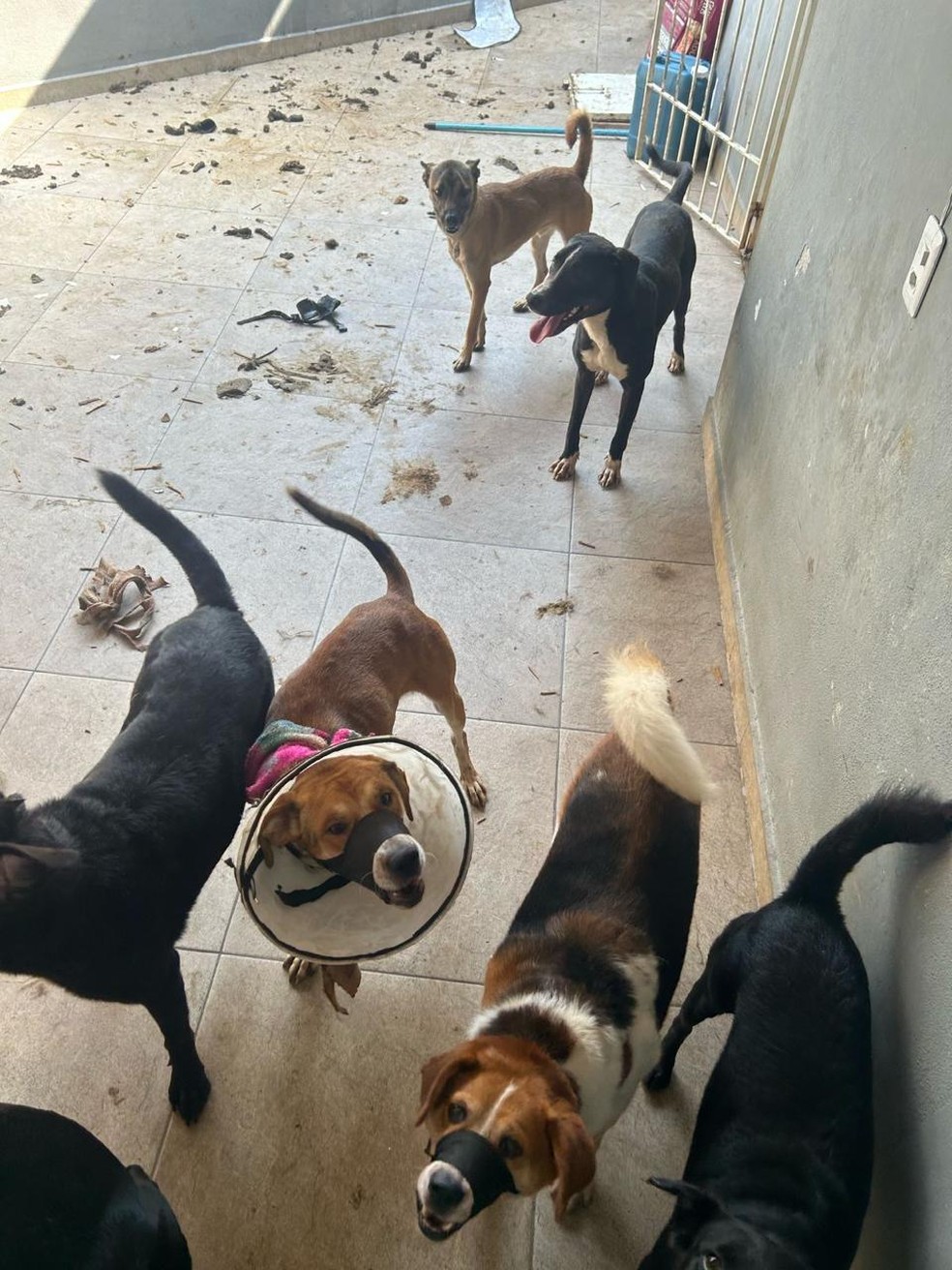 Polícia resgata 70 animais com sinais de maus-tratos em hotéis para cães em SP — Foto: Arquivo Pessoal
