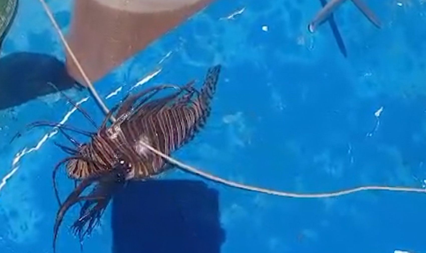 Peixe-leão é encontrado pela primeira vez em Sergipe