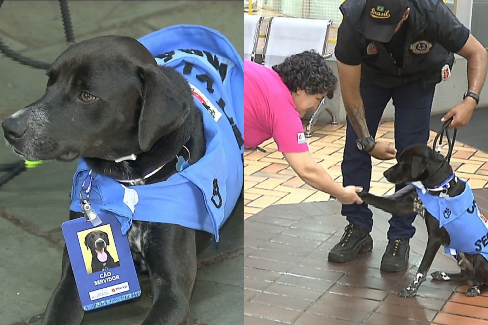 No projeto Cão Servidor, Joca foi treinado para realizar a pet terapia.  — Foto: Reprodução/RPC