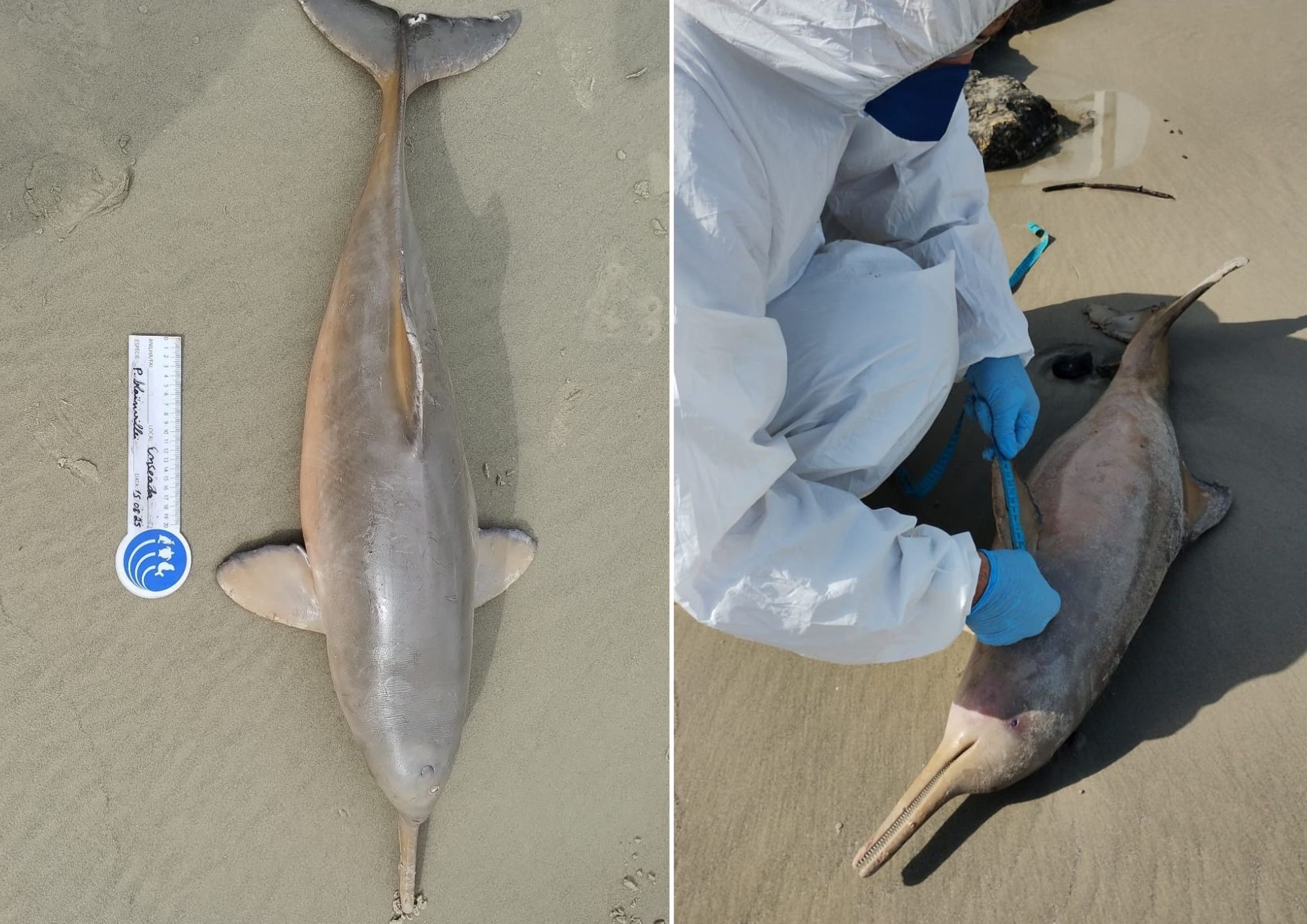 Filhote de toninha é encontrado morto na praia de Guarujá