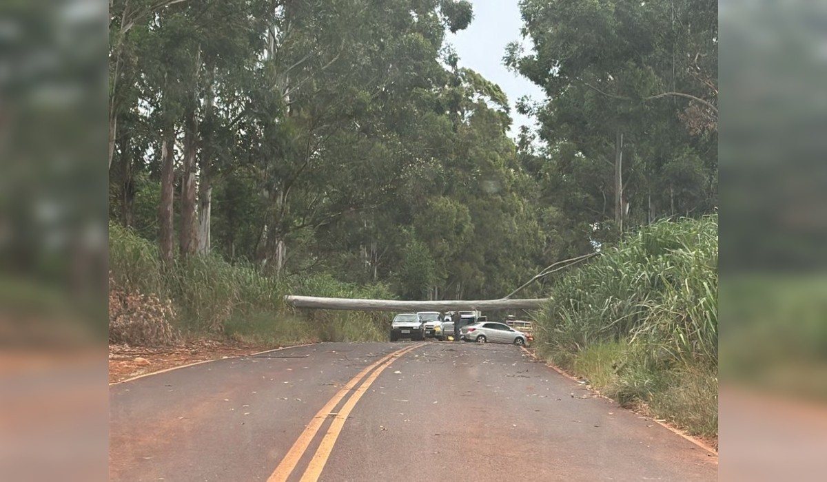 Eucalipto de 30 metros cai e interdita estrada vicinal em Taquarituba