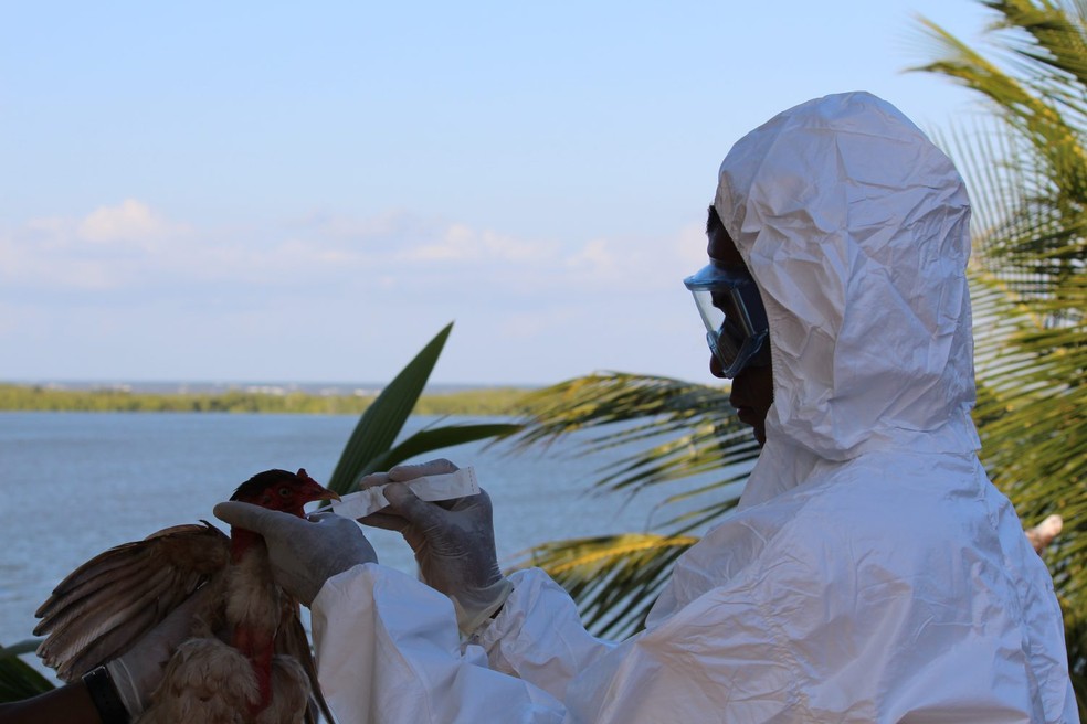 Bahia decreta emergência zoossanitária para influenza aviária H5N1 — Foto: Marcos Prinz