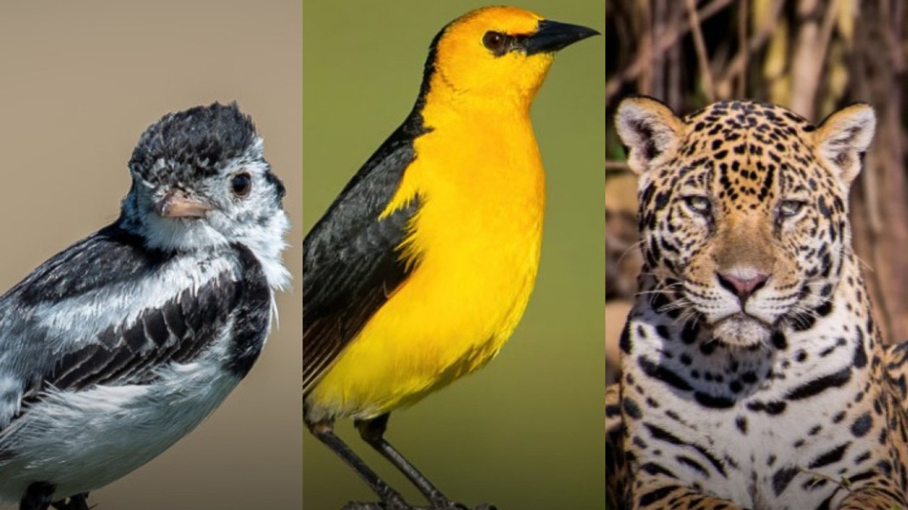 Onça, aves raras e morcegos: os animais do Pantanal que estão na COP15