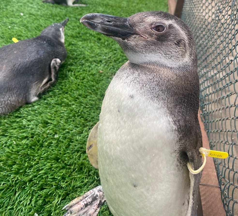 Pinguins-de-magalhães são da Patagônia argentina. Animais foram resgatados na costa do Espírito Santo. — Foto: Ipram