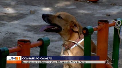 Encoleiramento de cães para combate ao calazar vai até às 17h na região Norte de Palmas
