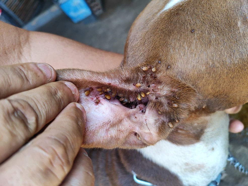 Na residência, os agentes encontraram três cães presos a correntes muito curtas — Foto: Polícia Ambiental