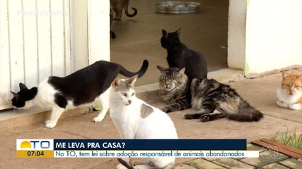 Entenda sobre lei de adoção responsável de animais abandonados no Tocantins