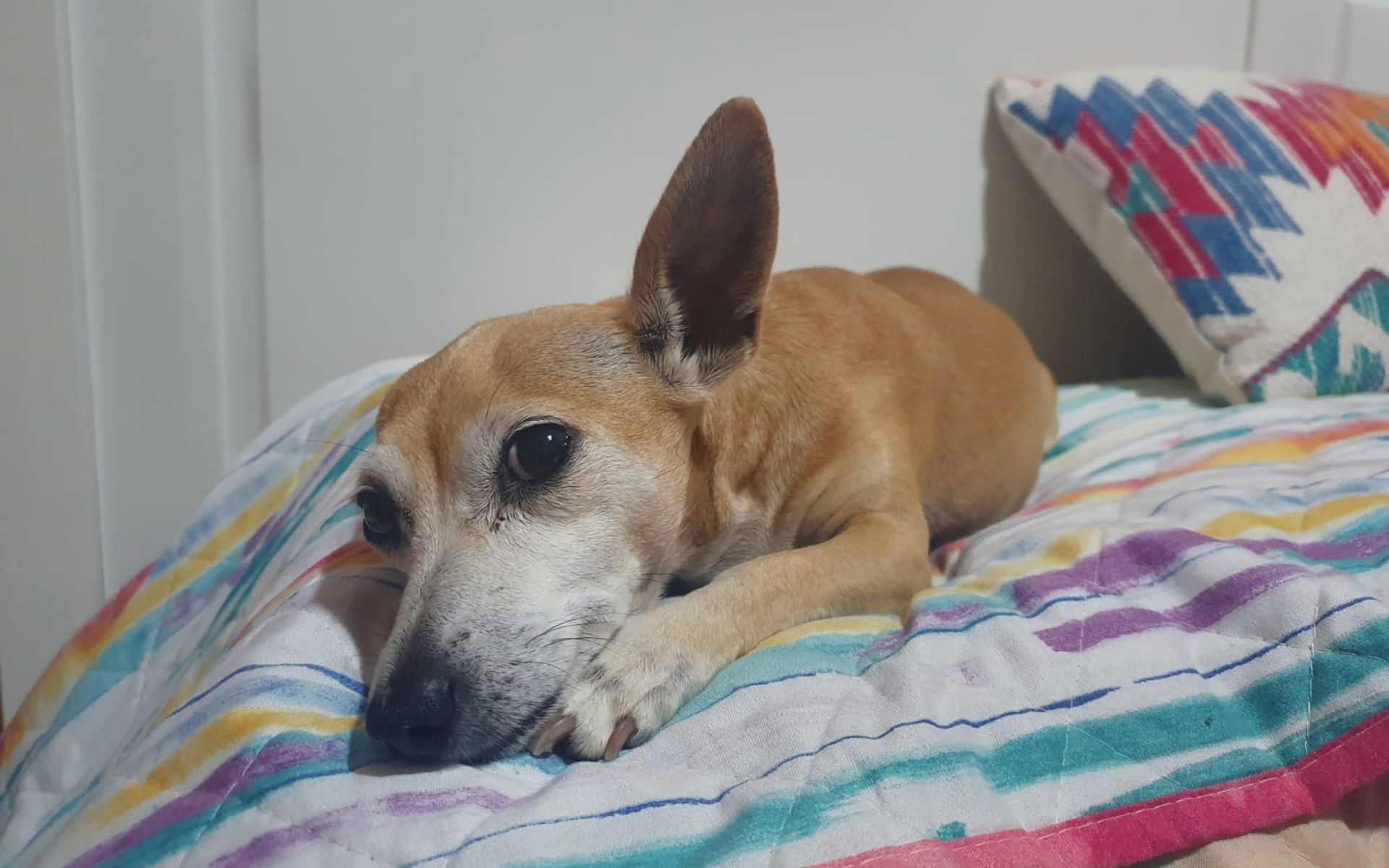 'Dinheiro não apaga a dor', diz tutor após pet hotel ser condenado por sumiço de cadela no interior de SP