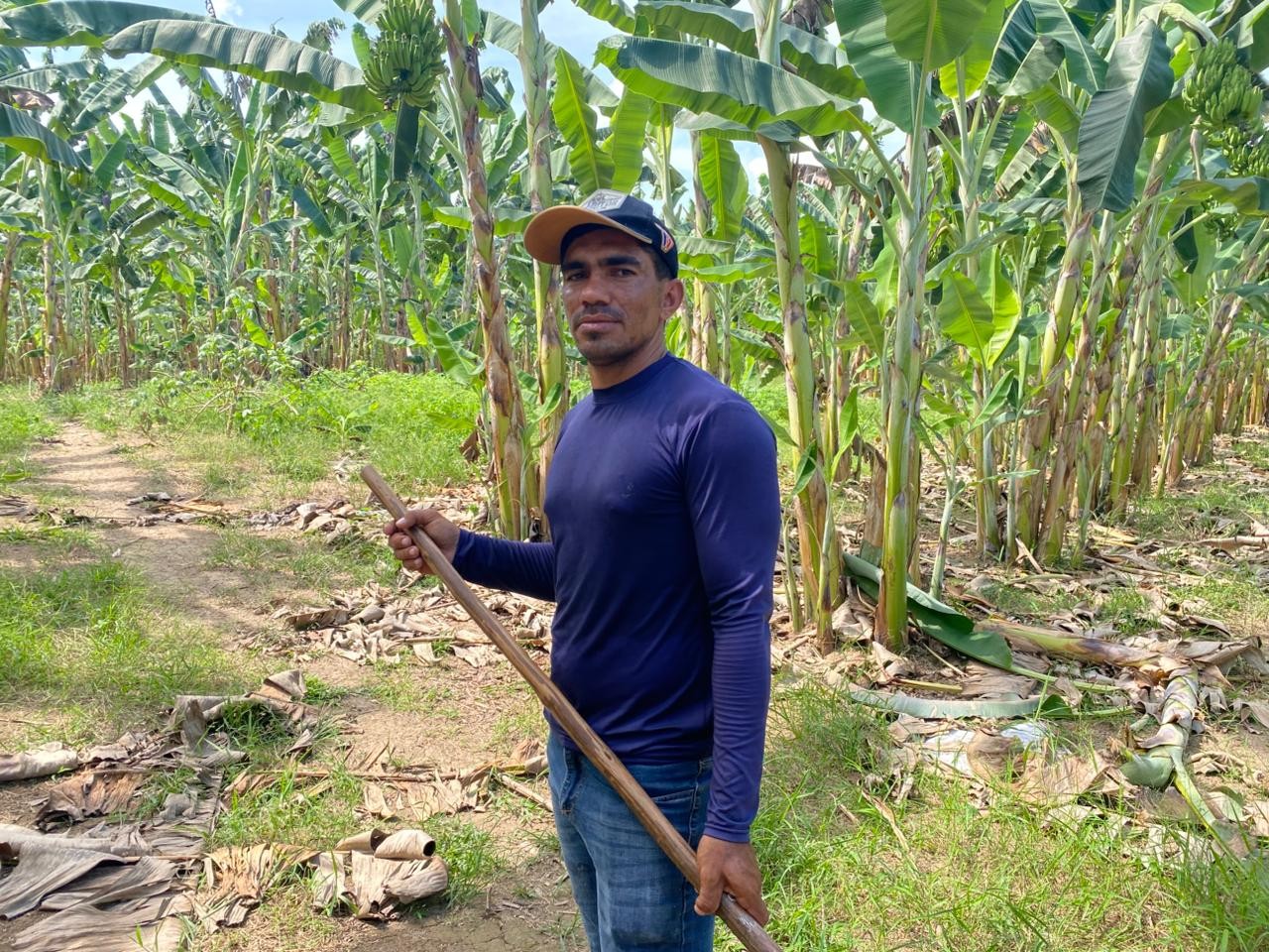 Agricultor investe em irrigação e dobra produção de banana em Caroebe, no Sul de Roraima