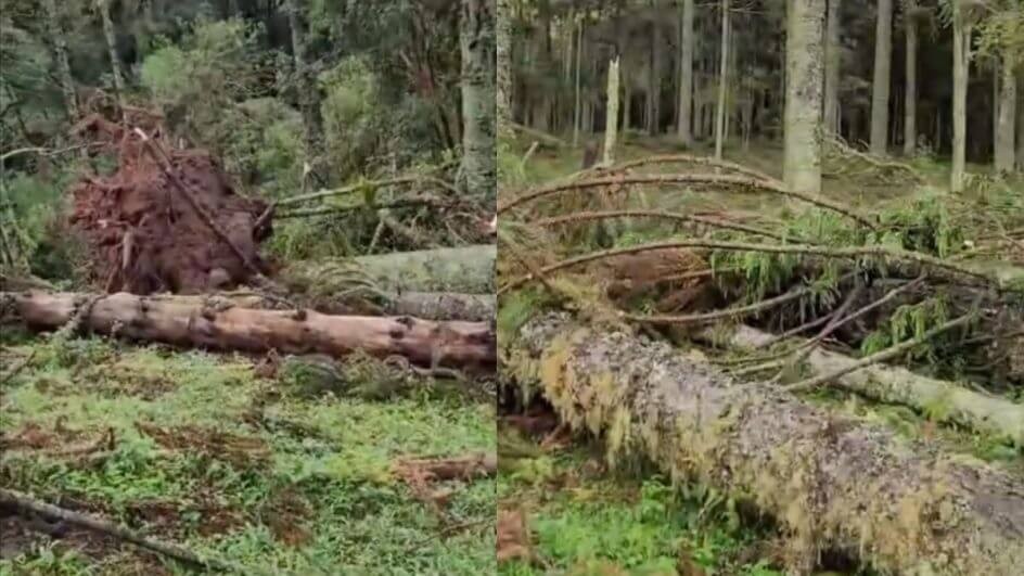 Microexplosão arranca pinheiros, quebra araucárias e eucaliptos em SC; entenda o fenômeno