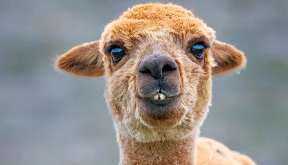 Sentir prazer com a sorte de nossos amigos é importante para manter um bom relacionamento com eles — Foto: Getty Images via BBC
