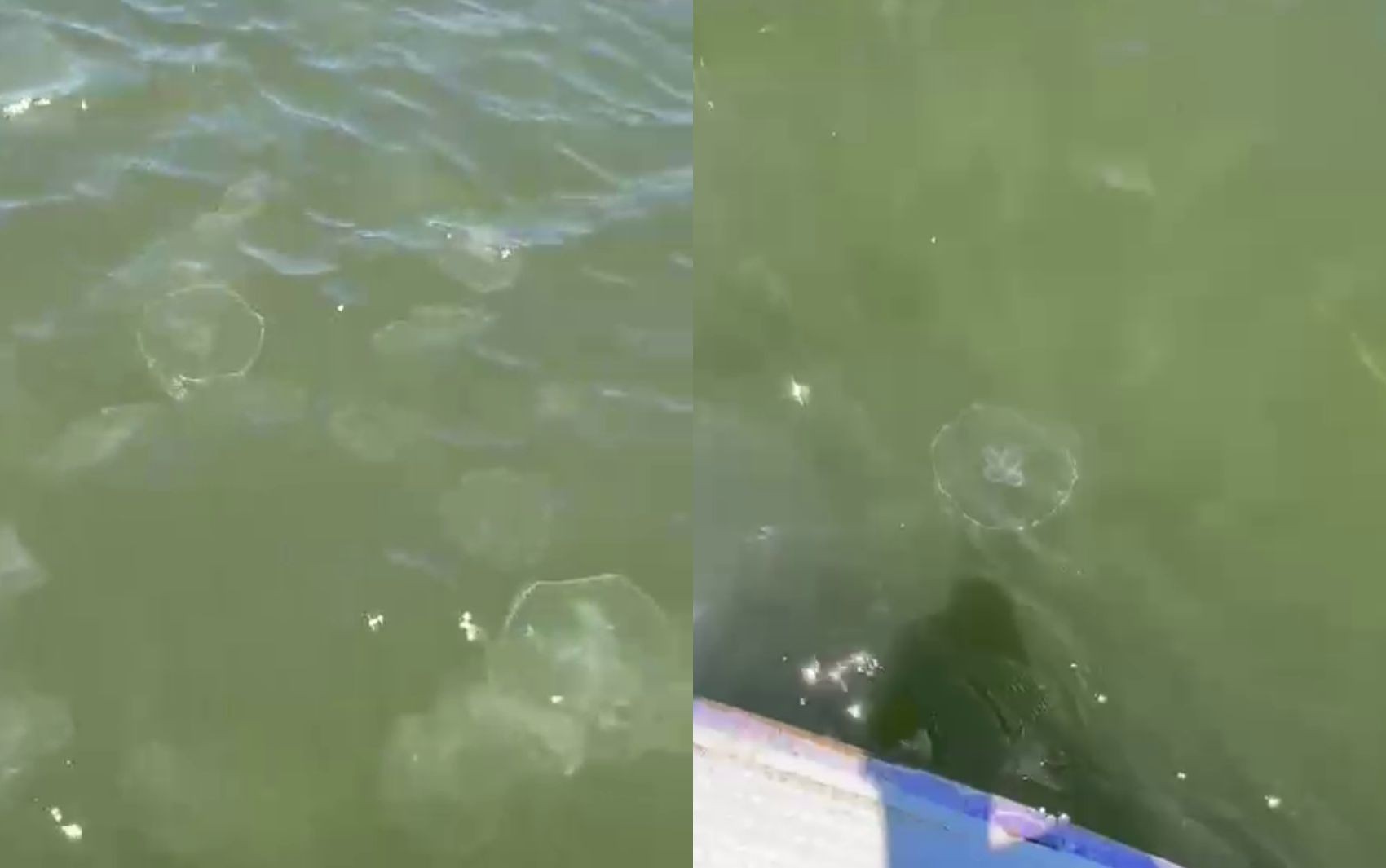 Águas-vivas são encontradas por homem enquanto ele praticava stand-up paddle no Rio Vaza-Barris em Aracaju