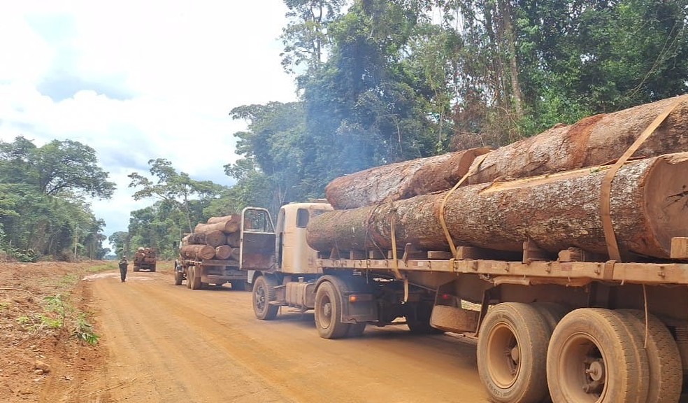Motoristas fogem e carga de madeira ilegal é apreendida em Feliz Natal MT — Foto: PMMT