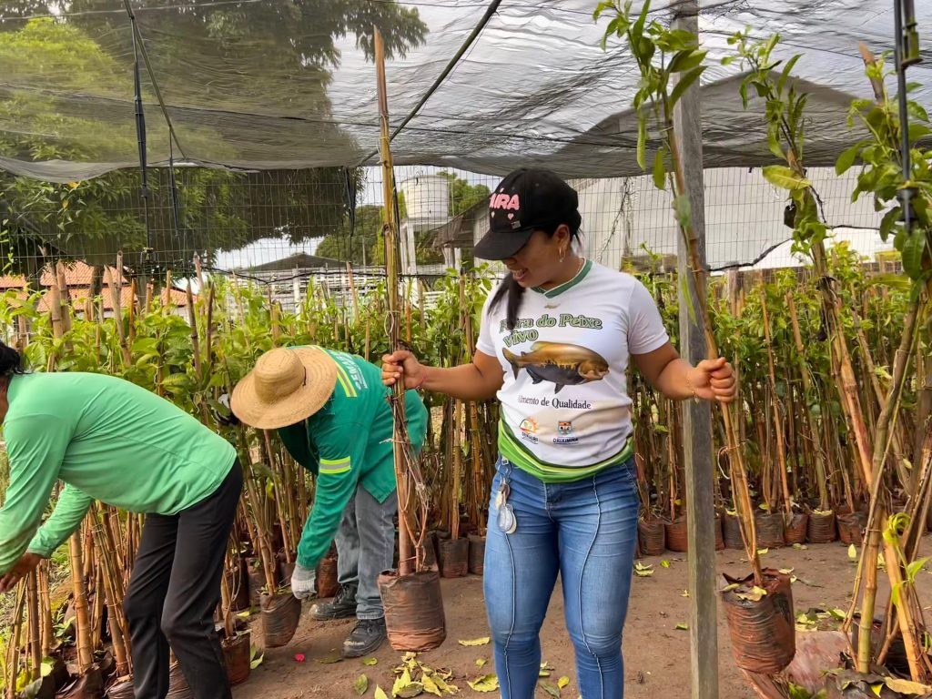 Semagri recebe remessa de espécies ornamentais para nova etapa de paisagismo urbano