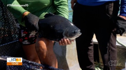 Tocantins ocupa a 18ª posição no ranking nacional de produção de peixes