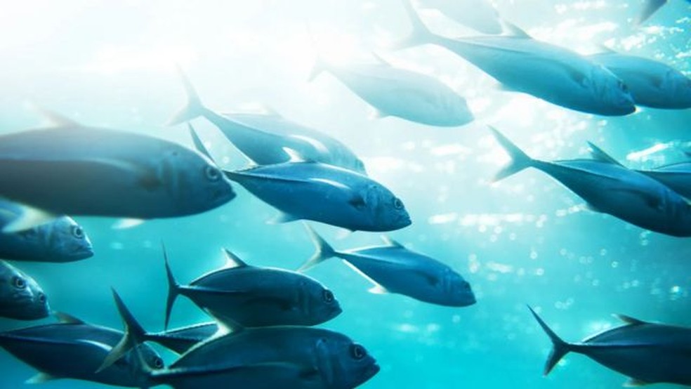 Peixes maiores, como o atum, podem ser mais prejudicados pela queda dos níveis de oxigênio — Foto: Getty Images via BBC