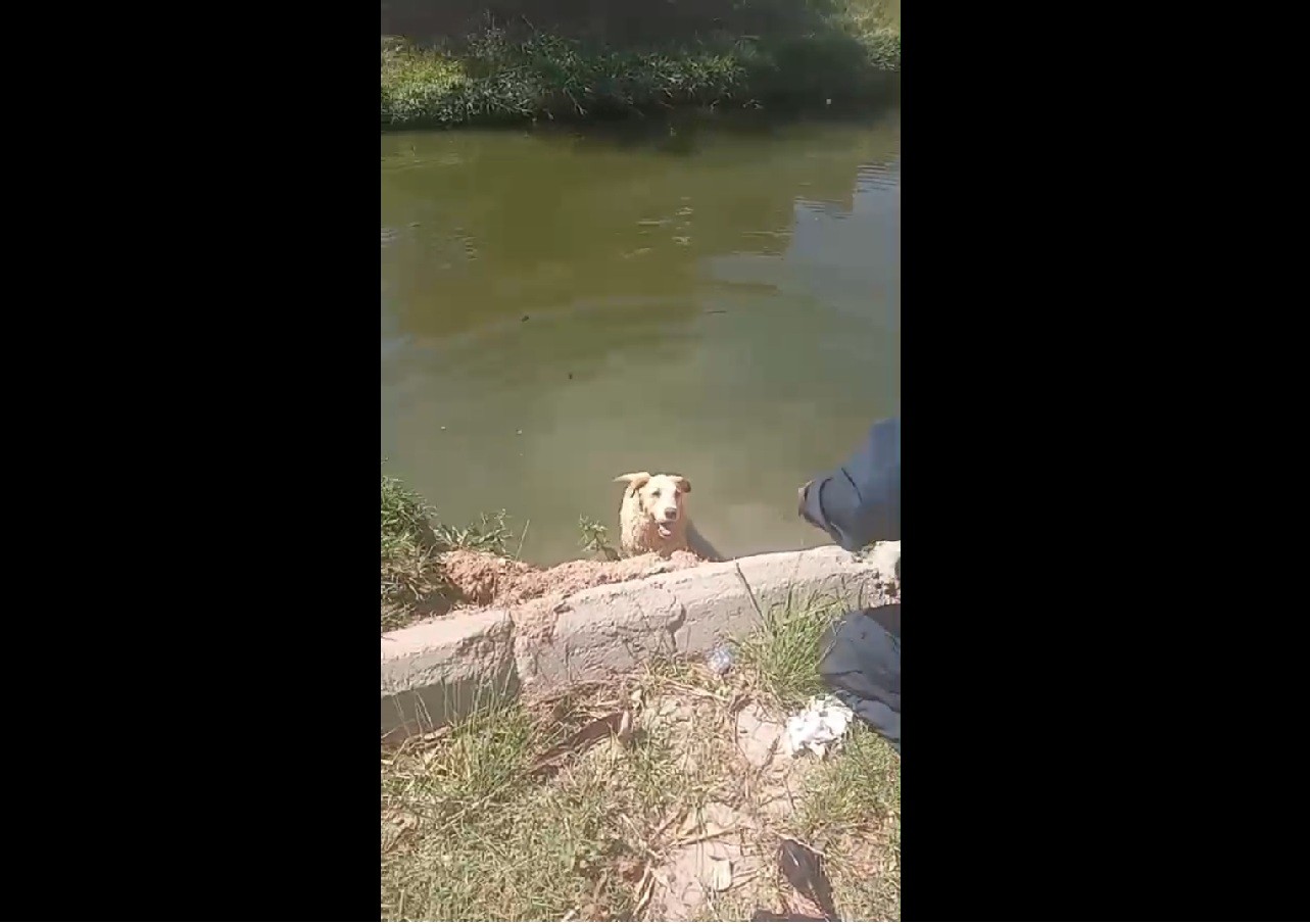 Agentes da Guarda Civil resgatam cachorro do rio em Iguaba Grande