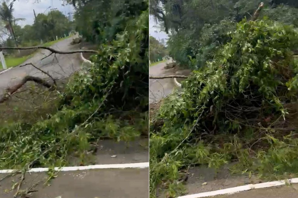 Houve registro da queda de uma árvore próximo ao viaduto Floriberto Mariano, no Centro de Guarujá — Foto: Reprodução