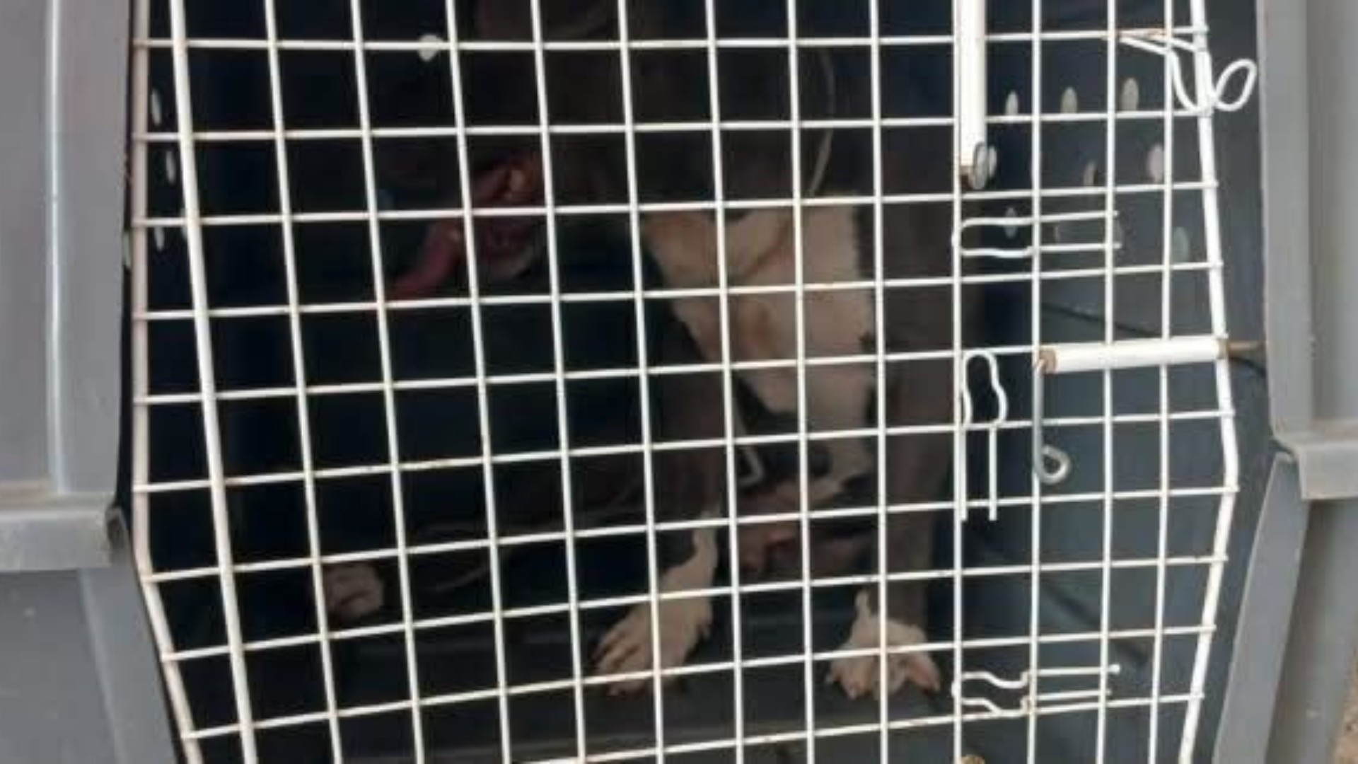 Criança de 4 anos é atacada por pitbull em Manhuaçu