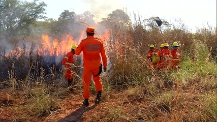 Inscrições para curso de brigadistas florestais podem ser realizadas até esta sexta (24)