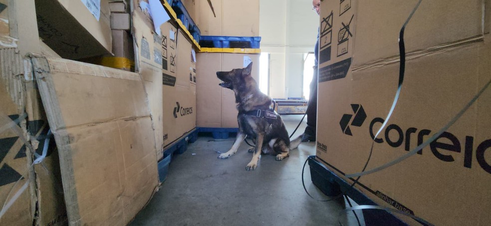 Encomendas com materiais ilícitos foram encontradas com auxílio dos agentes caninos. — Foto: Receita Federal/Reprodução