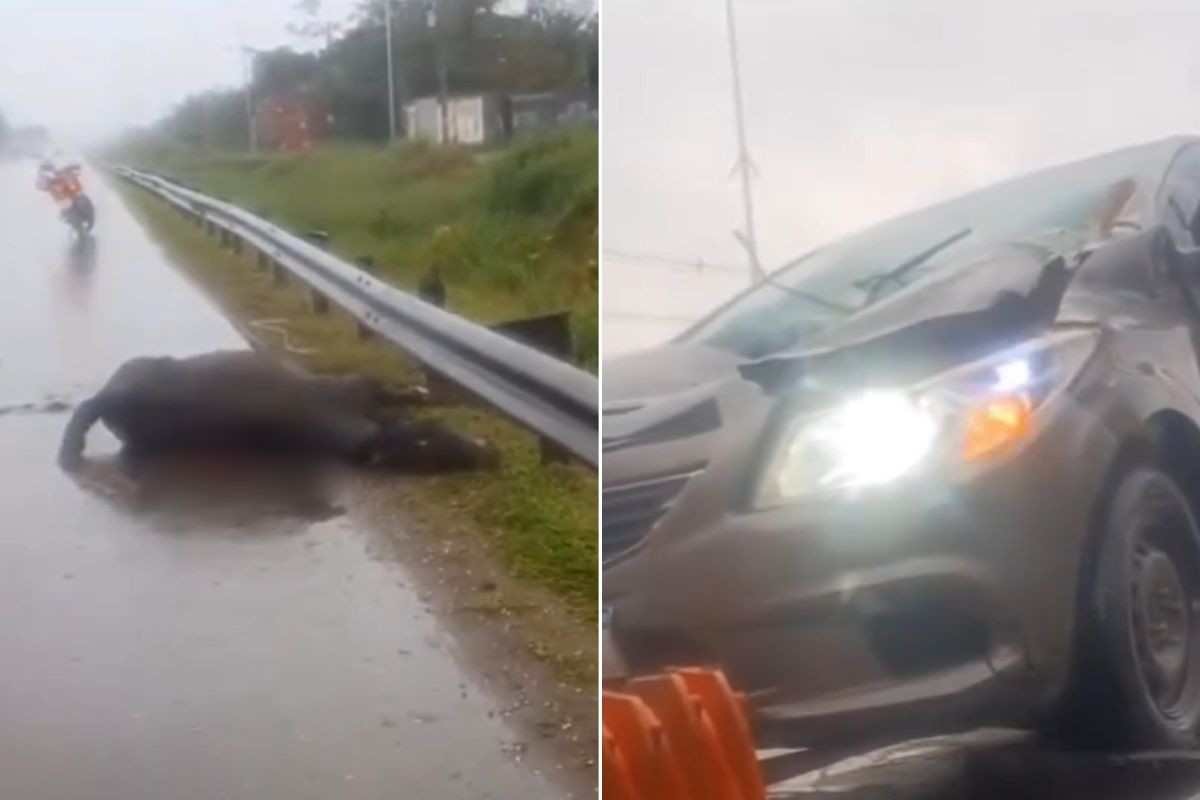 Cavalos são atropelados por carro em rodovia no litoral de SP