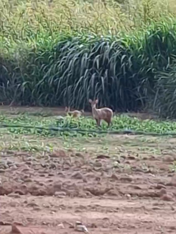 Veado-catingueiro com filhote é flagrado em sítio na cidade de Pedreira, SP