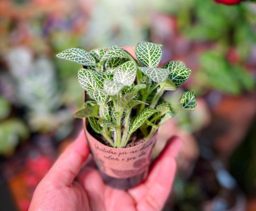 Feira tambm conta com orientao de cultivo.  Foto: Reproduo