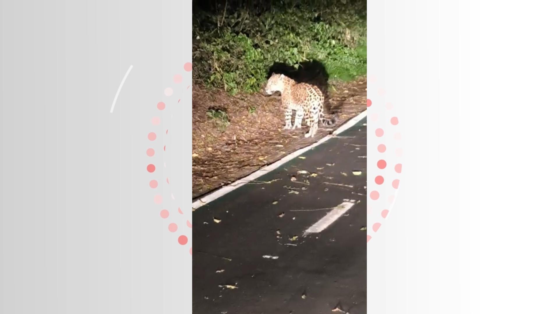 VÍDEO: onça-pintada é filmada descansando em ciclovia do Parque Nacional do Iguaçu