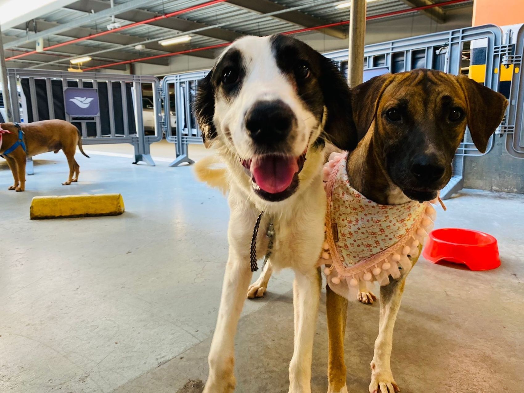 Campanha de adoção de animais será realizada em Aracaju neste sábado