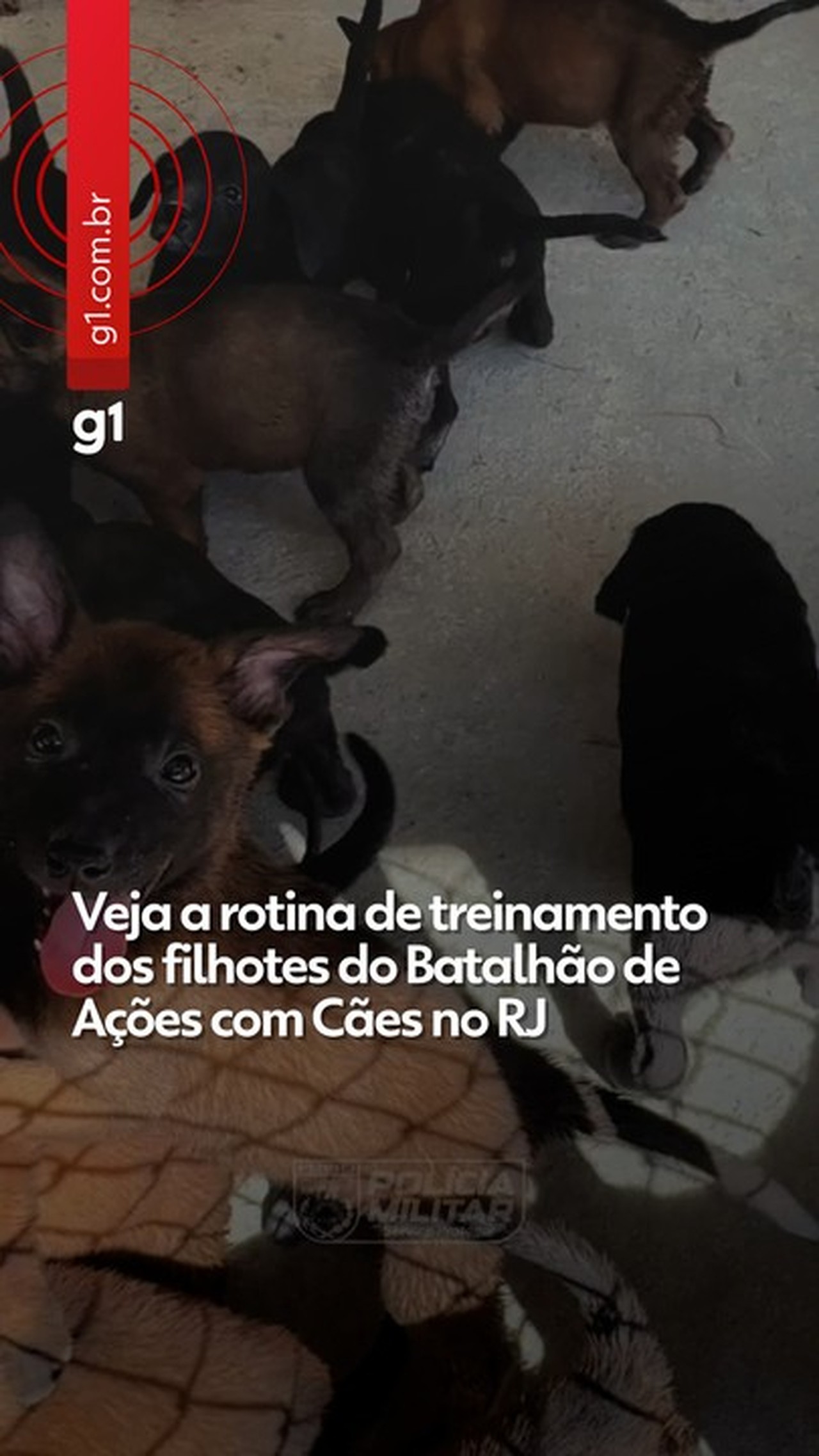 PM começa treinamento de 20 filhotes no Batalhão de Ações com Cães; VÍDEO