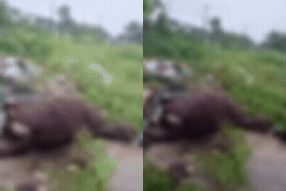 Égua prenha é encontrada morta em terreno baldio em São Vicente; VÍDEO