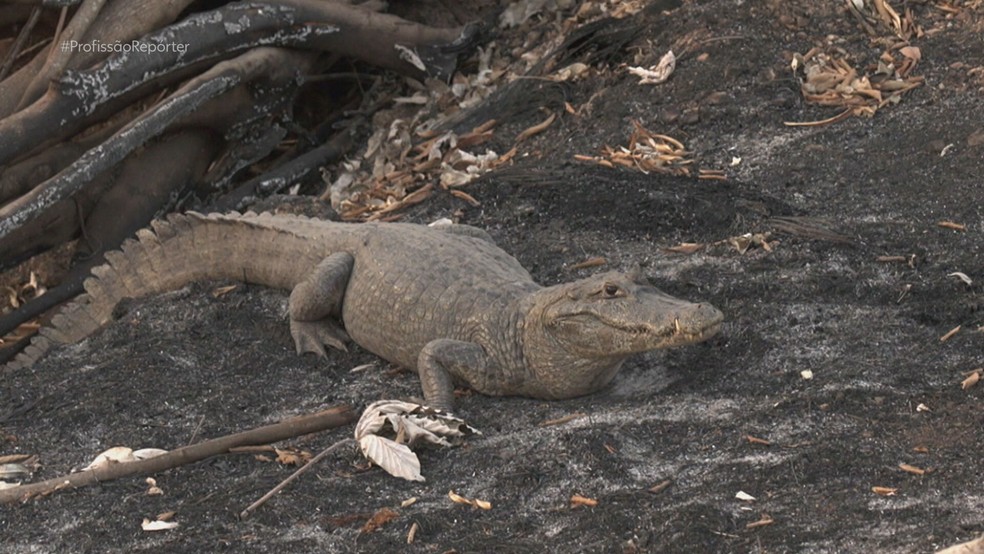 Pantanal: Profissão Repórter acompanha o trabalho de resgate de animais após incêndios — Foto: Reprodução/TV Globo