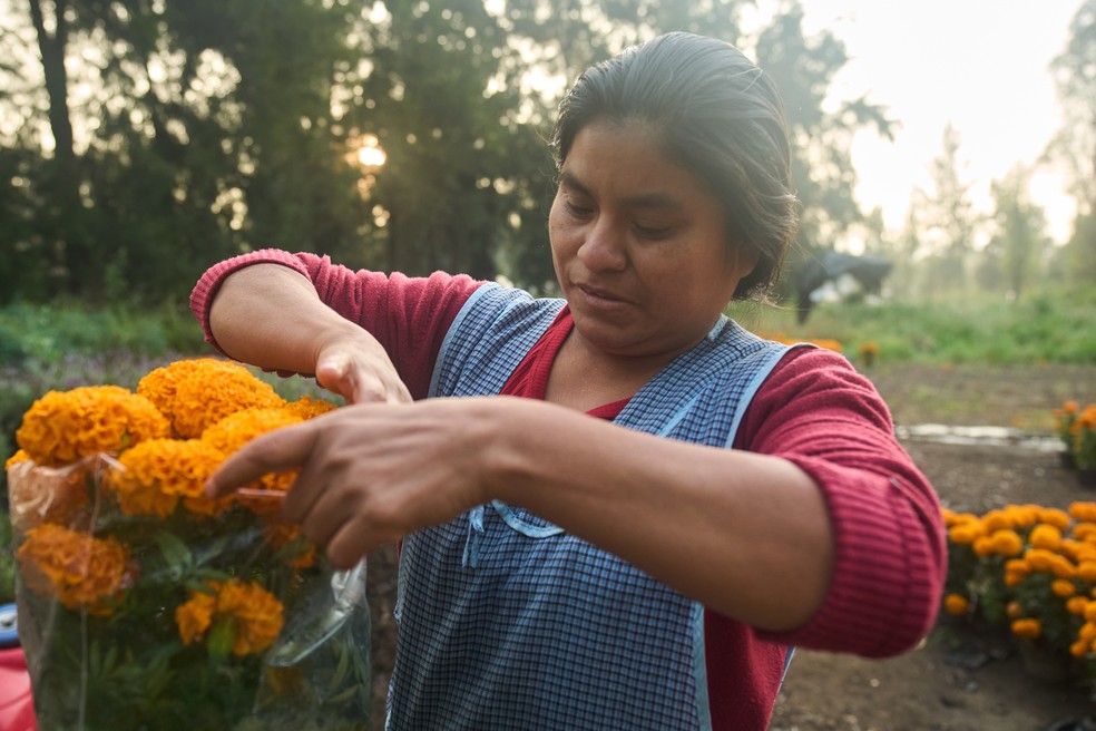 Flor Jimenez embala flores de cempasúchil em sua fazenda, onde cultiva as calêndulas para as celebrações do Dia dos Mortos em Xochimilco — Foto: AP/Claudia Rosel